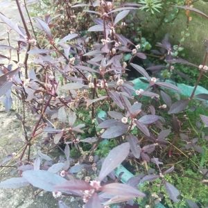 Alternanthera Reineckii ‘Sessilis’ Alternanthera Reineckii 'Sessilis'