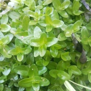 Bacopa Caroliniana Bacopa Caroliniana