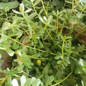 Bacopa Monnieri Bacopa Monnieri