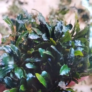 54. bucephalndra wabikusa Bucephalandra Wabikusa