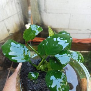 anubias nana Anubias Nana