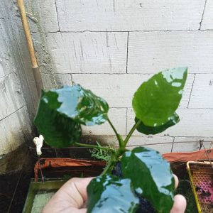 anubias barteri Anubias Barteri