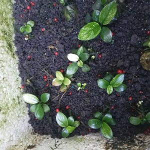 anubias pinto Anubias Pinto