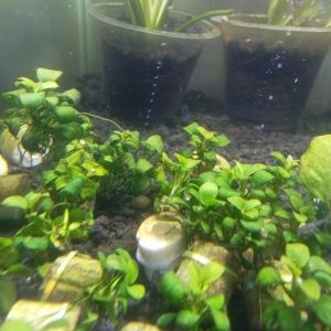 anubias petite Anubias Petite