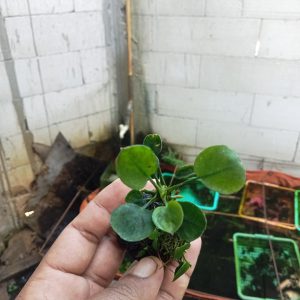 anubias roundleaf Anubias Roundleaf