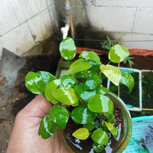 Anubias Golden Anubias Golden