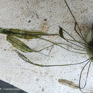 aponogeton madagascar remaja Aponogeton Madagascar (Remaja)