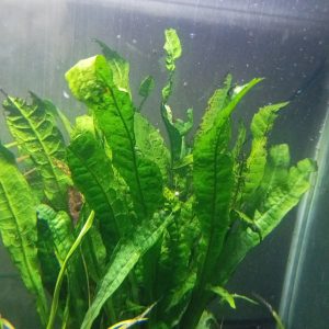 Kadaka (Microsorum pteropus 'Kadaka')