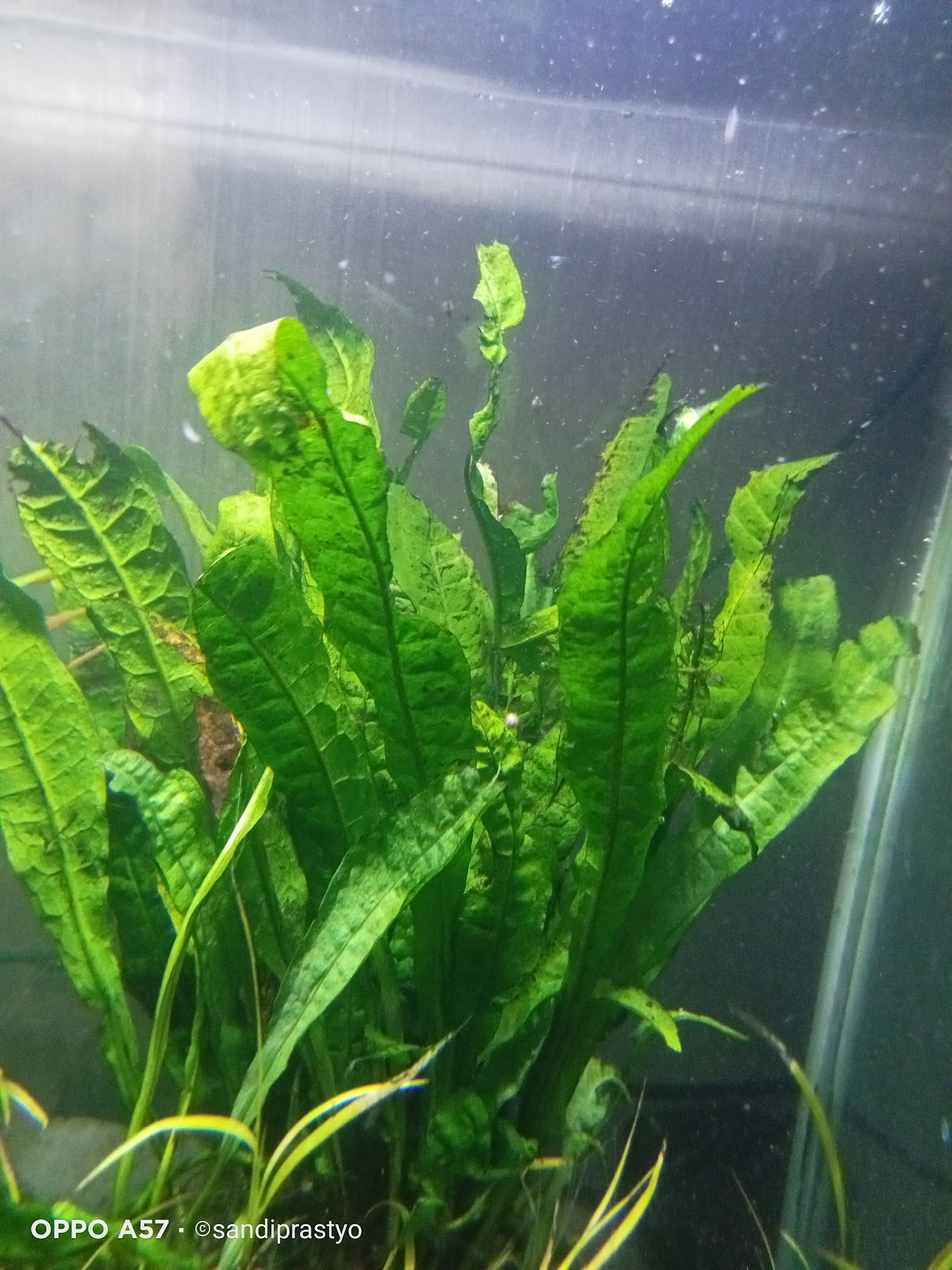 Kadaka (Microsorum pteropus 'Kadaka')