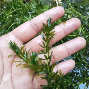 Ganggang / Hydrilla