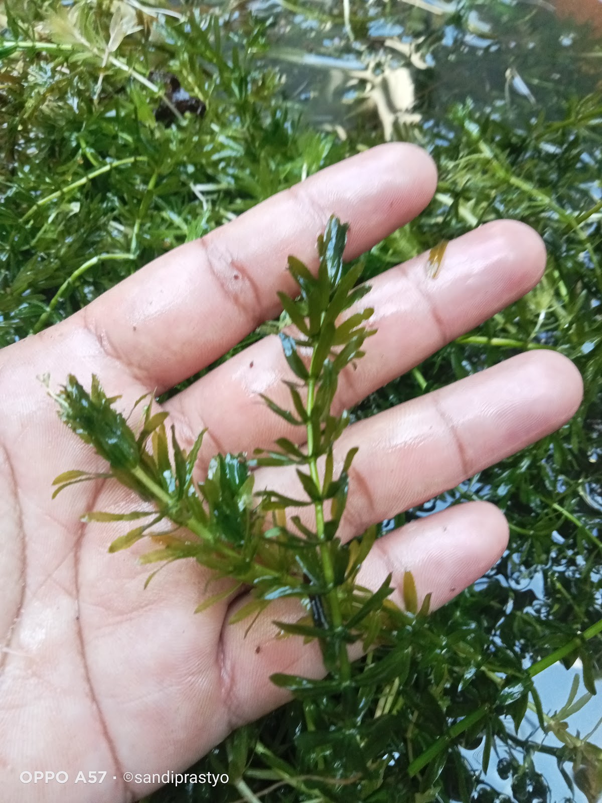 Ganggang / Hydrilla